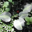 Hosta Touch of Class